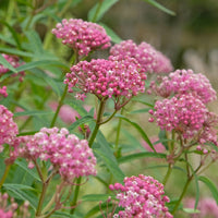 Stauden - Asclepius incarnata (x3) - Asclepias incarnata