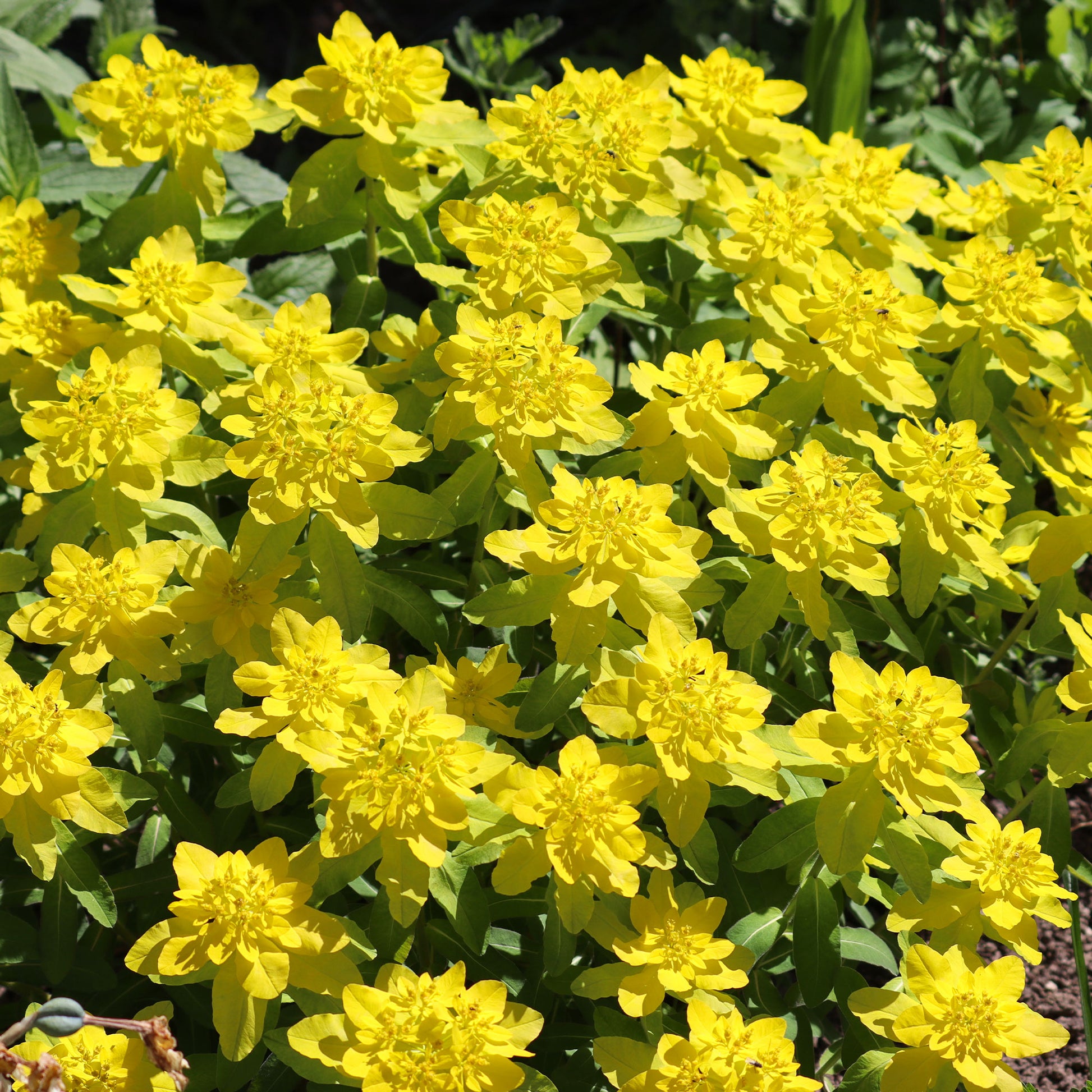 Gold-Wolfsmilch - Euphorbia polychroma - Bakker