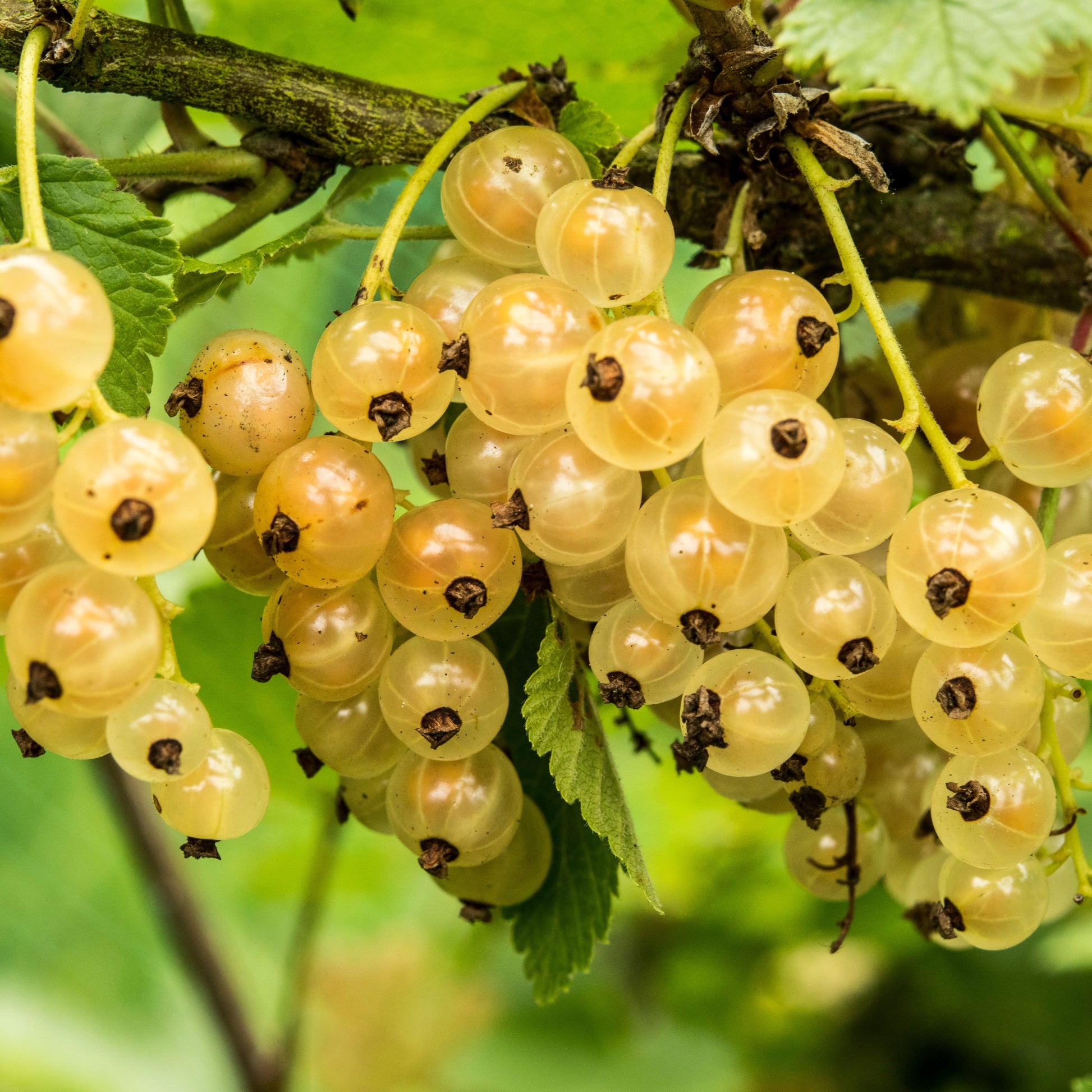 Weiße Johannisbeere Witte Hollander - Ribes rubrum 'witte hollander' - Obst