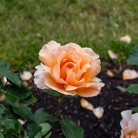 Edelrose Just Joey ® - Bakker