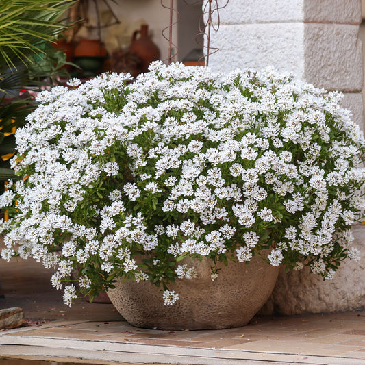 Schleifenblume 'Schneeflocke' - Bakker