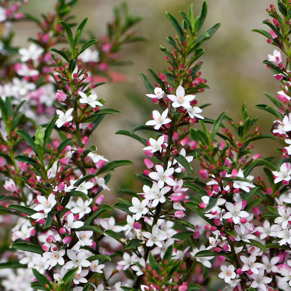 Wachs-Blume - Eriostemon myoporoides (philotheca) - Bakker