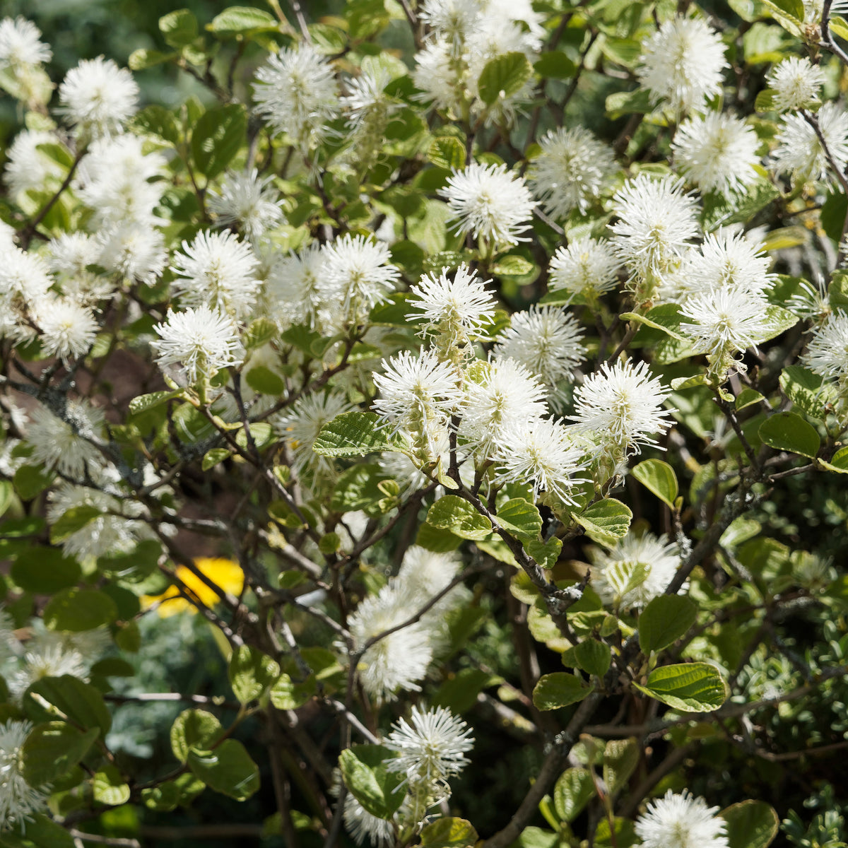Federbuschstrauch - Fothergilla major - Bakker