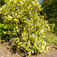 Balkonblumen - Federbuschstrauch - Fothergilla major