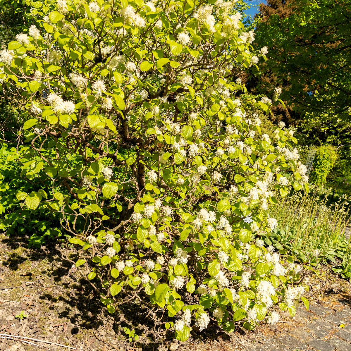 Balkonblumen - Federbuschstrauch - Fothergilla major