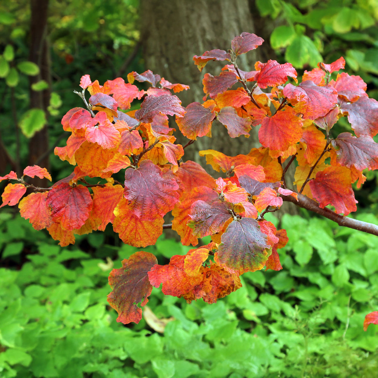 Federbuschstrauch - Fothergilla major - Bakker