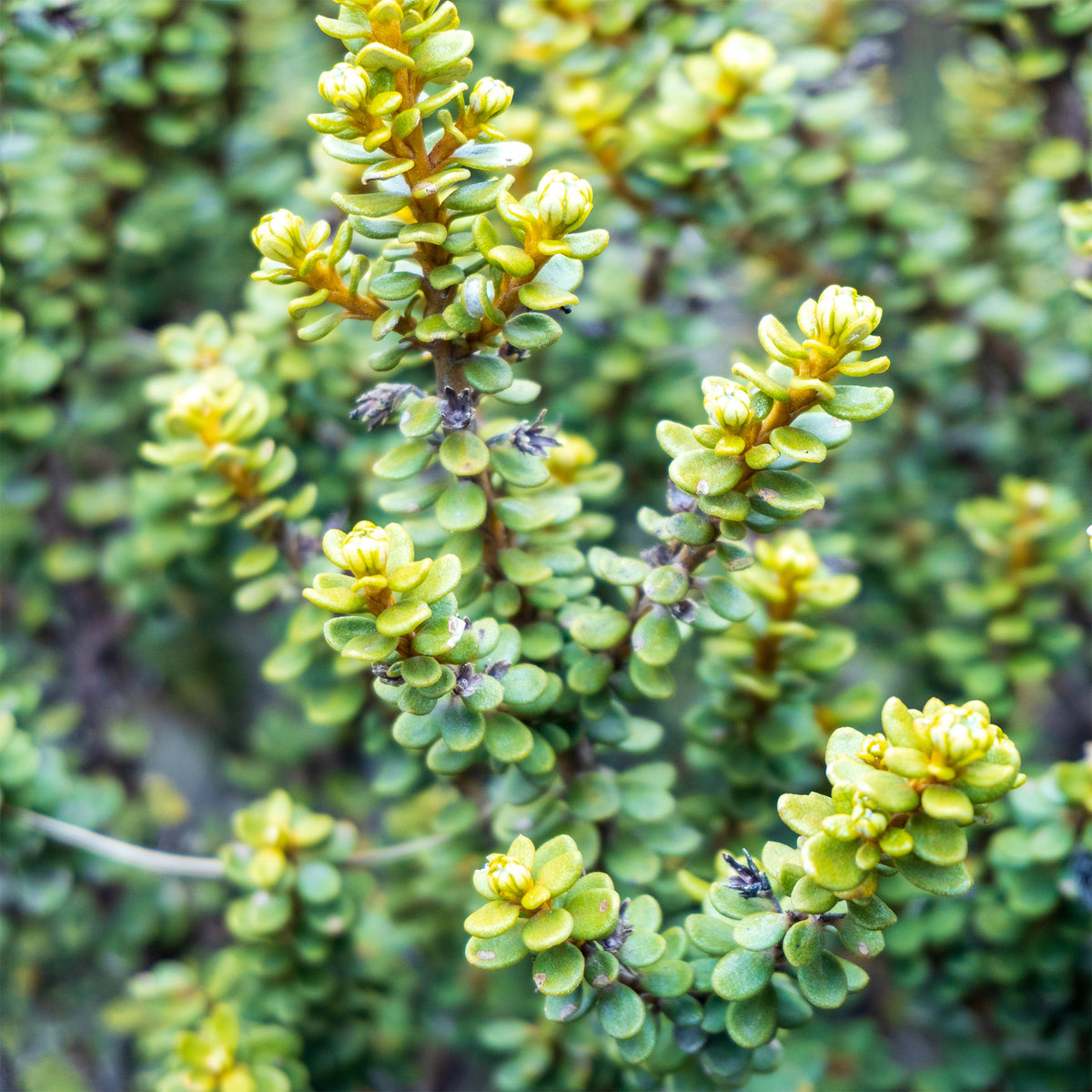 Gänseblümchenstrauch - Olearia nummulariifolia - Bakker