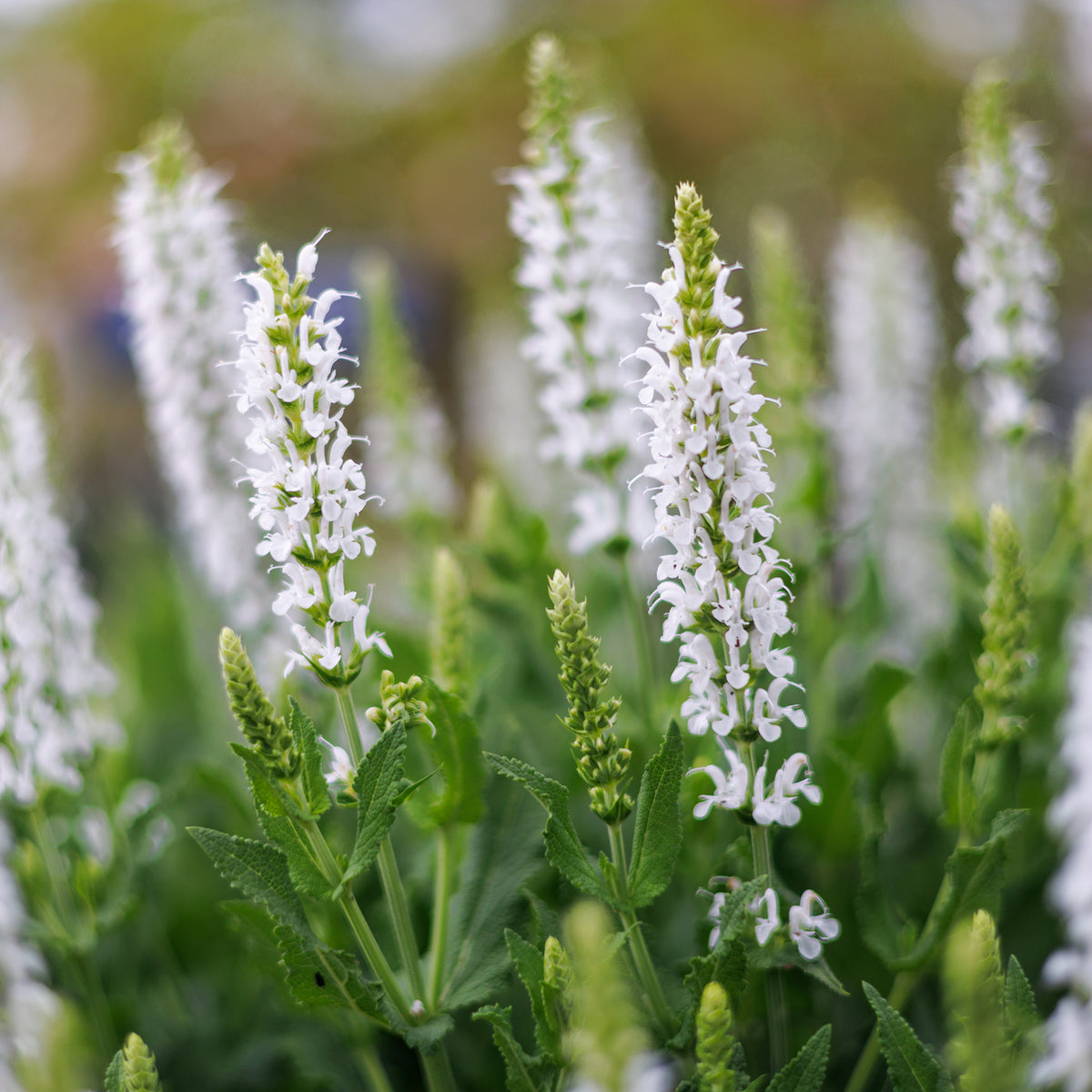Steppen-Salbei 'Sensation White'