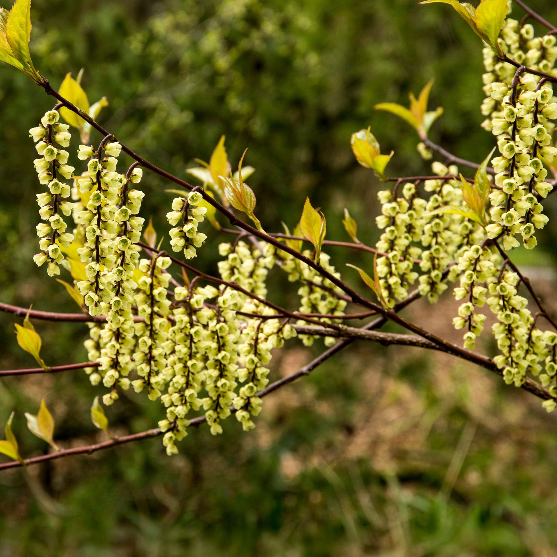 Stachyurus chinensis Joy Forever - Perlschweif - Balkonblumen