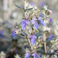 Teucrium fruticans 'azureum' - Strauch-Gamander 'Azureum' - Stauden