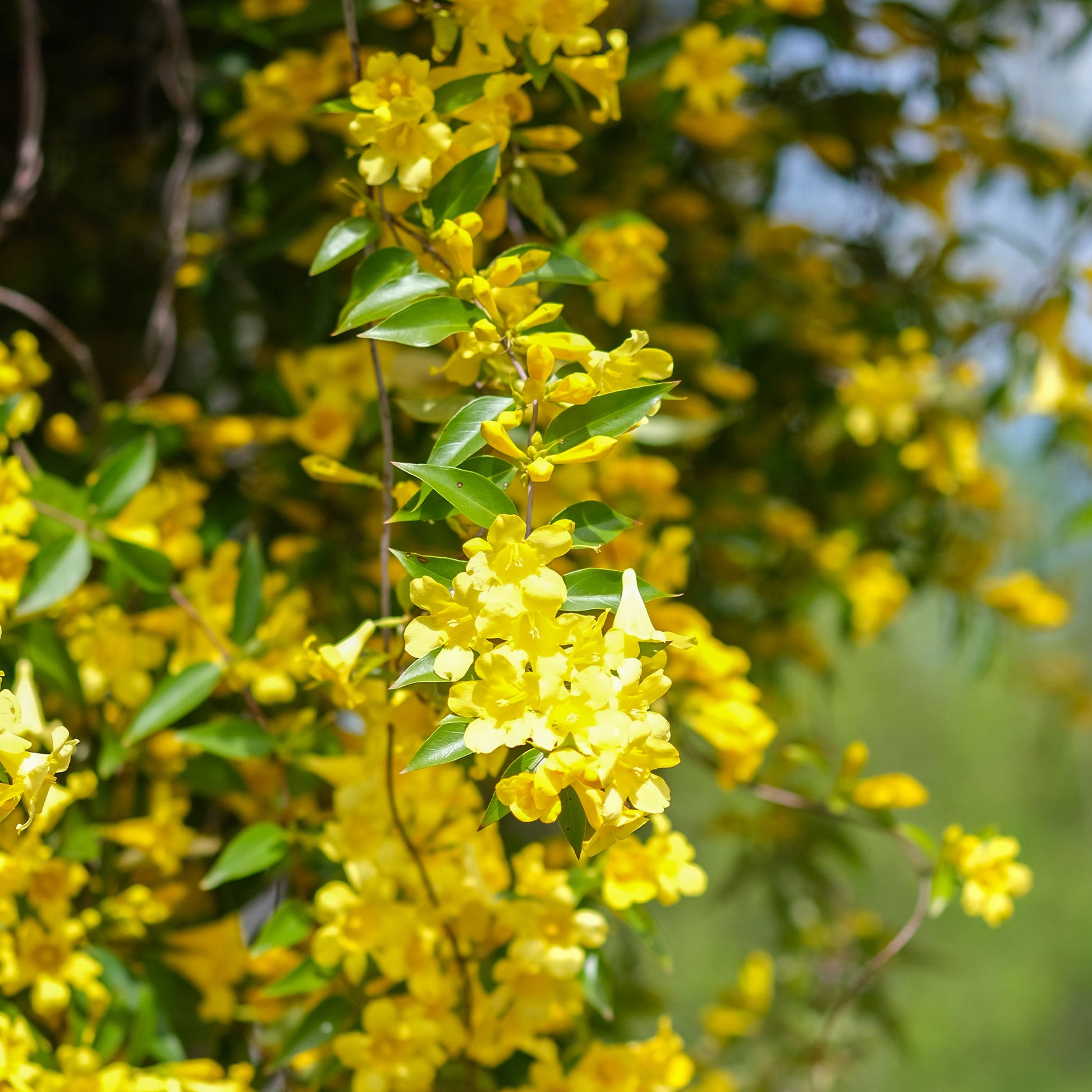Carolina-Jasmin - Bakker