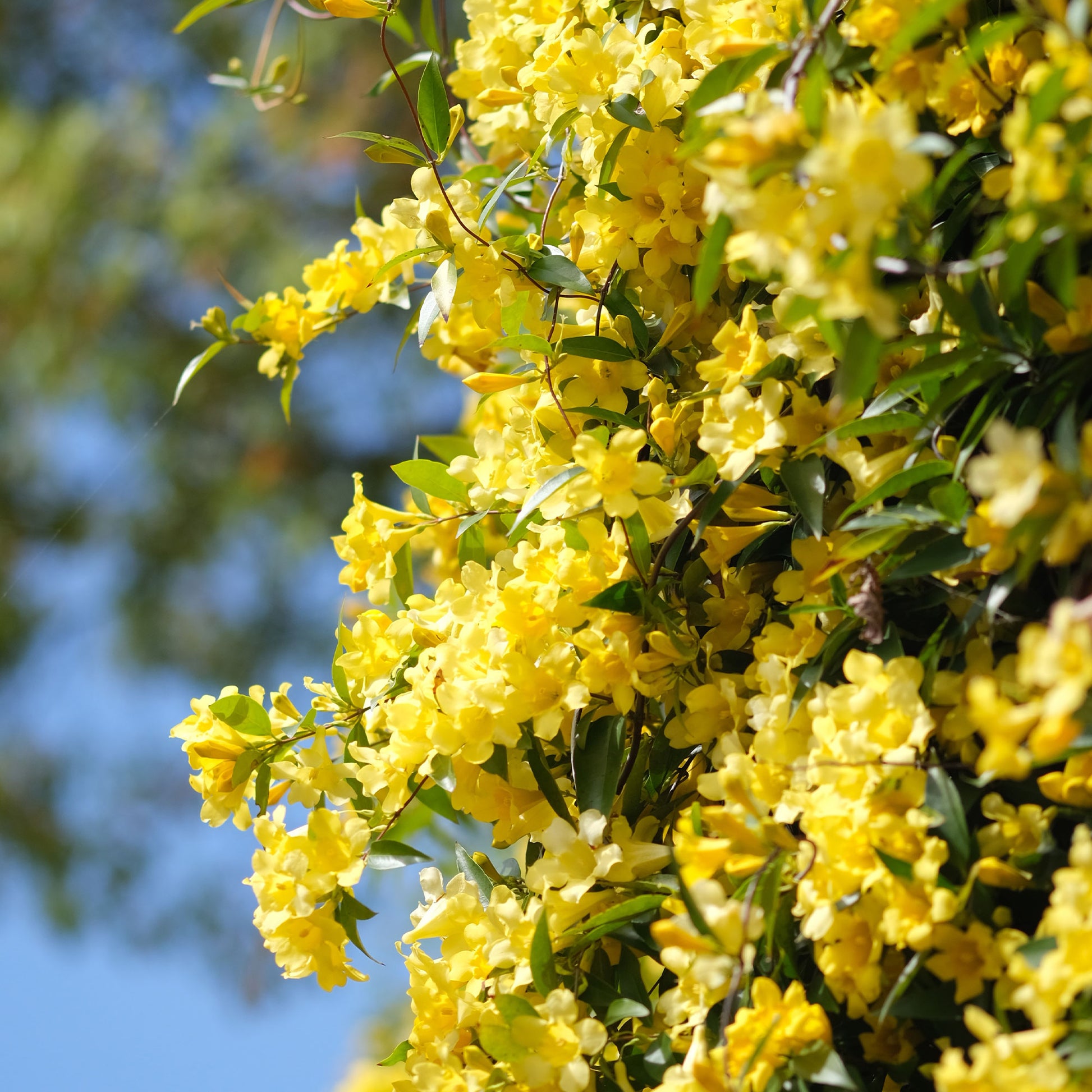 Carolina-Jasmin - Kletterpflanzen - Bakker