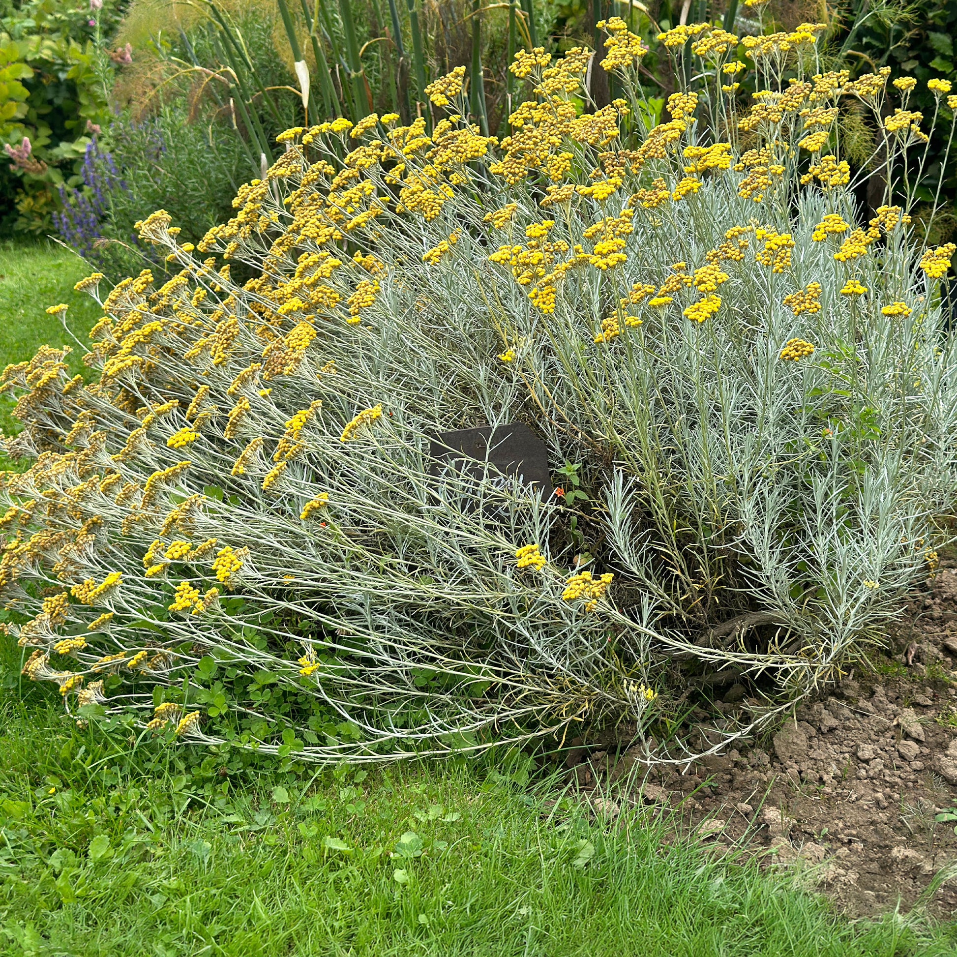 Currykraut  - Helichrysum italicum subsp. serotinum - Bakker