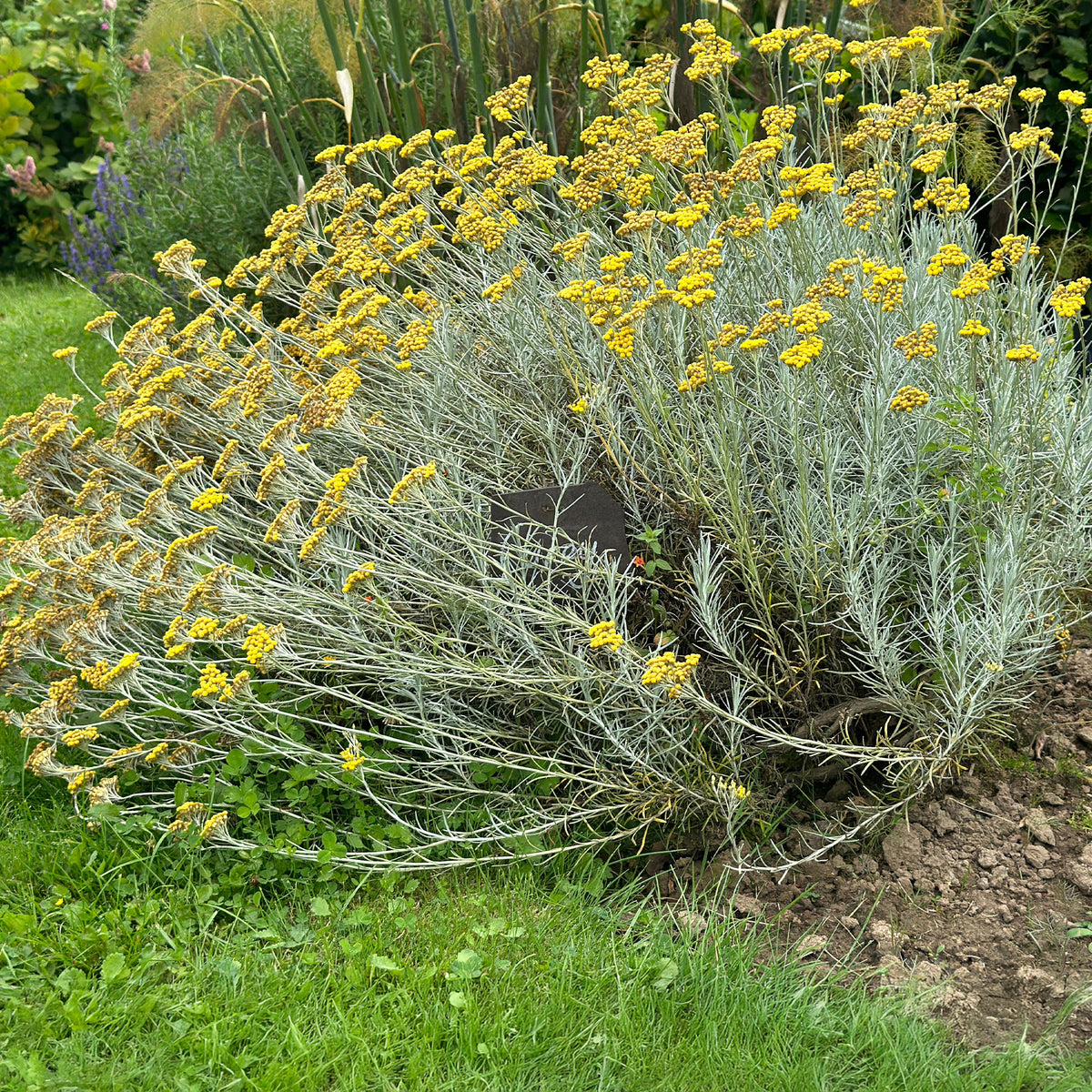 Currykraut - Helichrysum italicum subsp. serotinum - Bakker