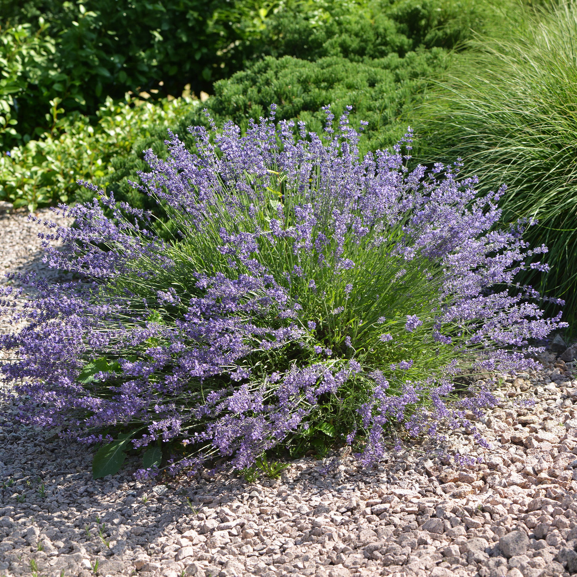 Lavendel Dutch - Bakker