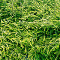 Lonicera pileata 'moss green' - Böschungsmyrte Moss Green - Immergrüne Sträucher