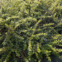 Böschungsmyrte Moss Green - Bakker