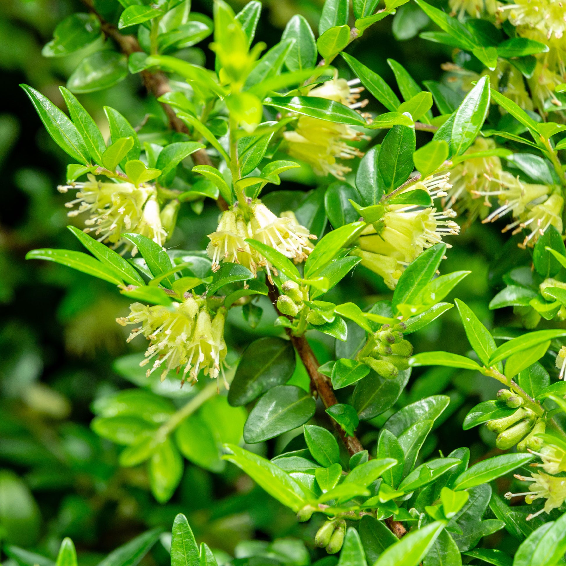 Böschungsmyrte Moss Green - Lonicera pileata 'moss green' - Bakker