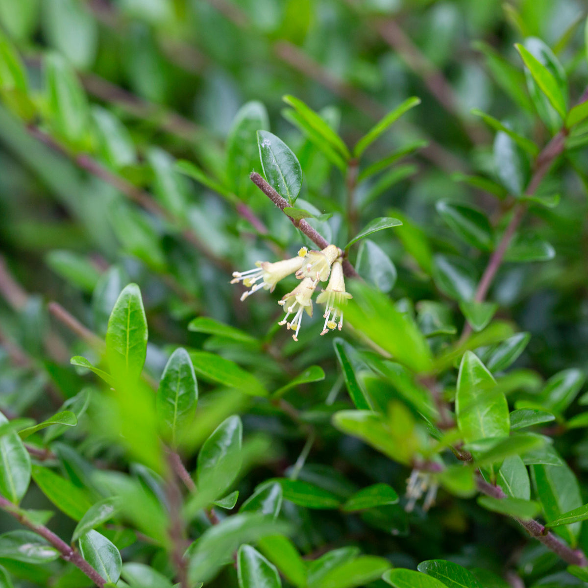 Immergrüne Sträucher - Böschungsmyrte Moss Green - Lonicera pileata 'moss green'