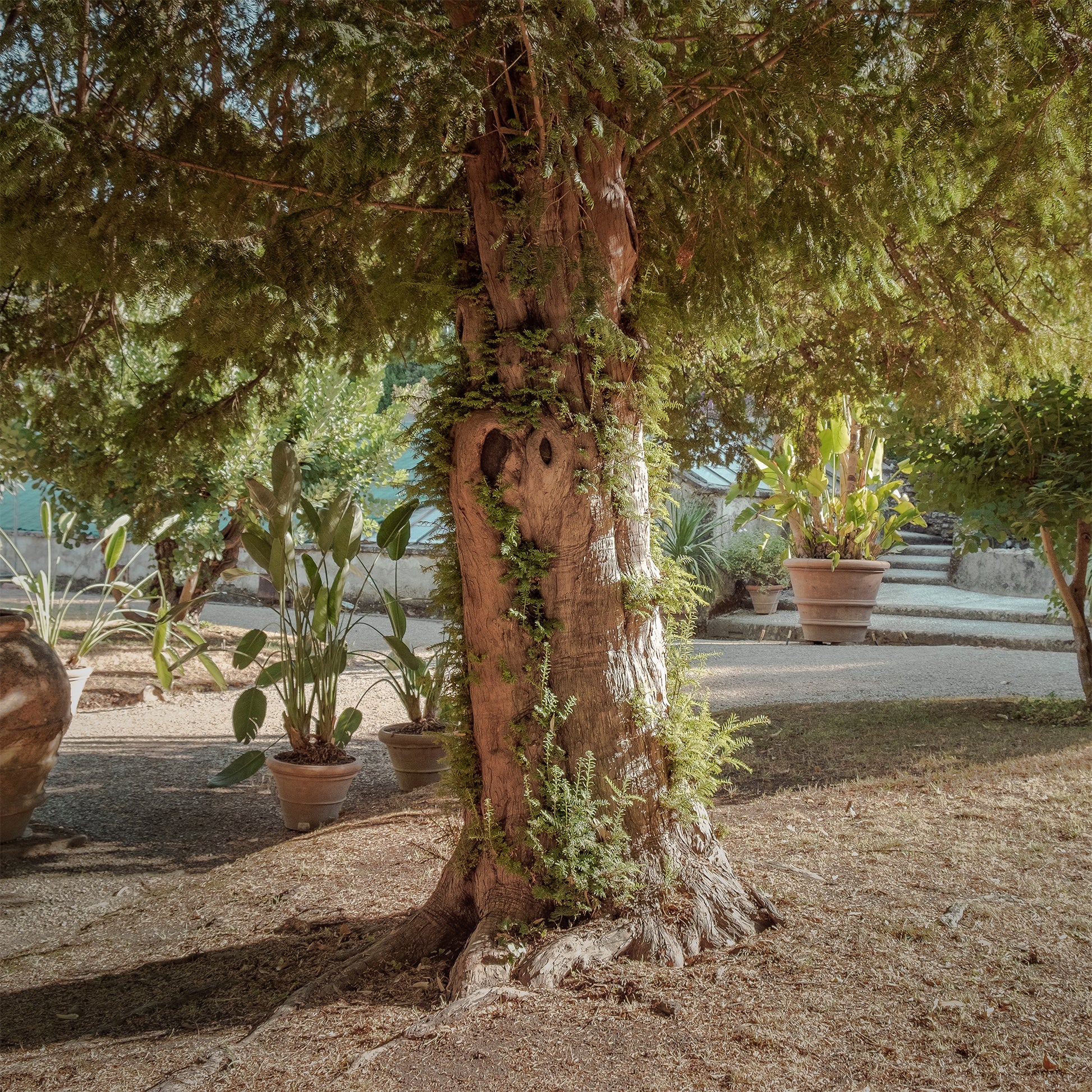Europäische Eibe - Taxus baccata