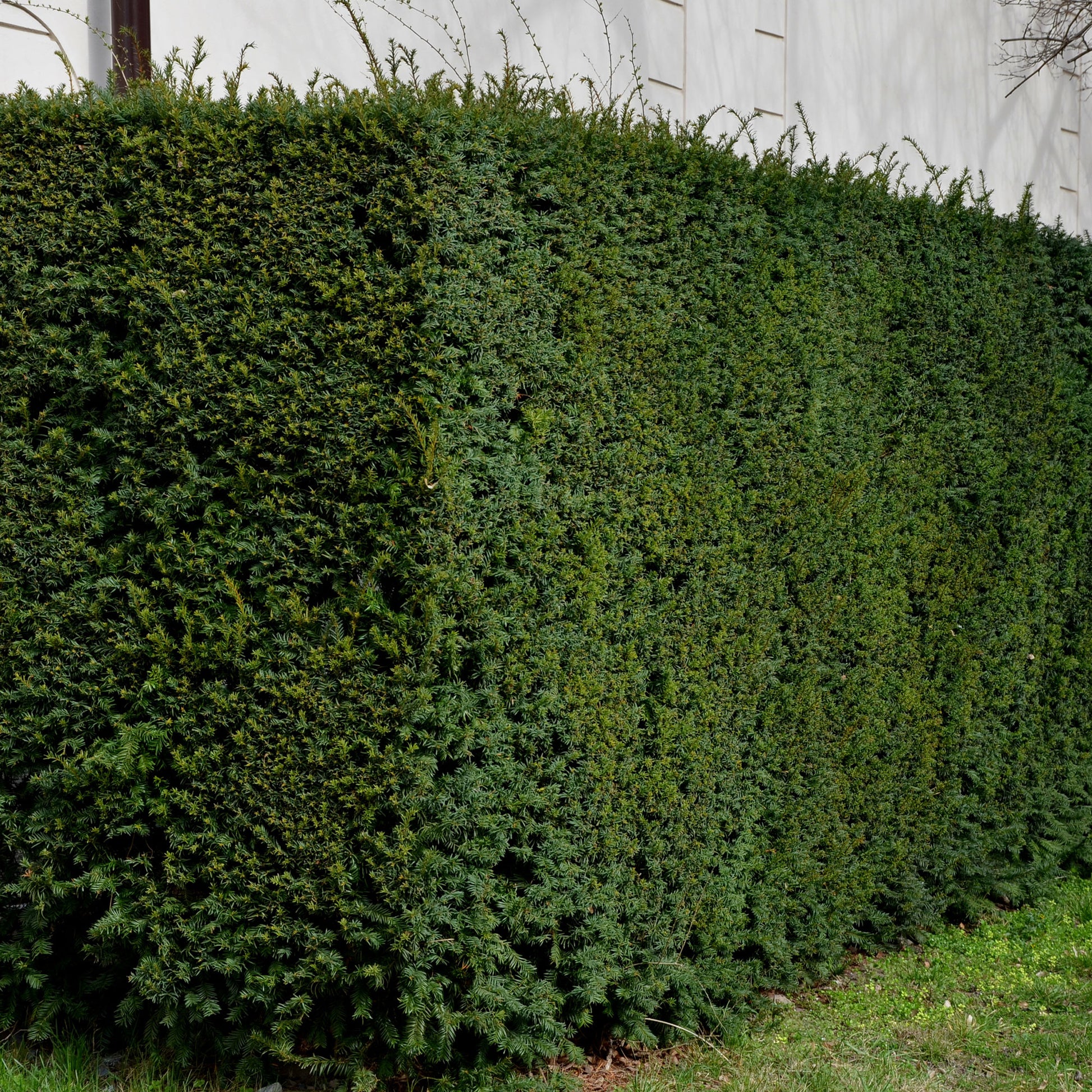 Europäische Eibe - Taxus baccata