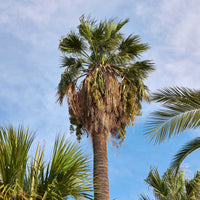 Verkauf Priesterpalme - Washingtonia filifera
