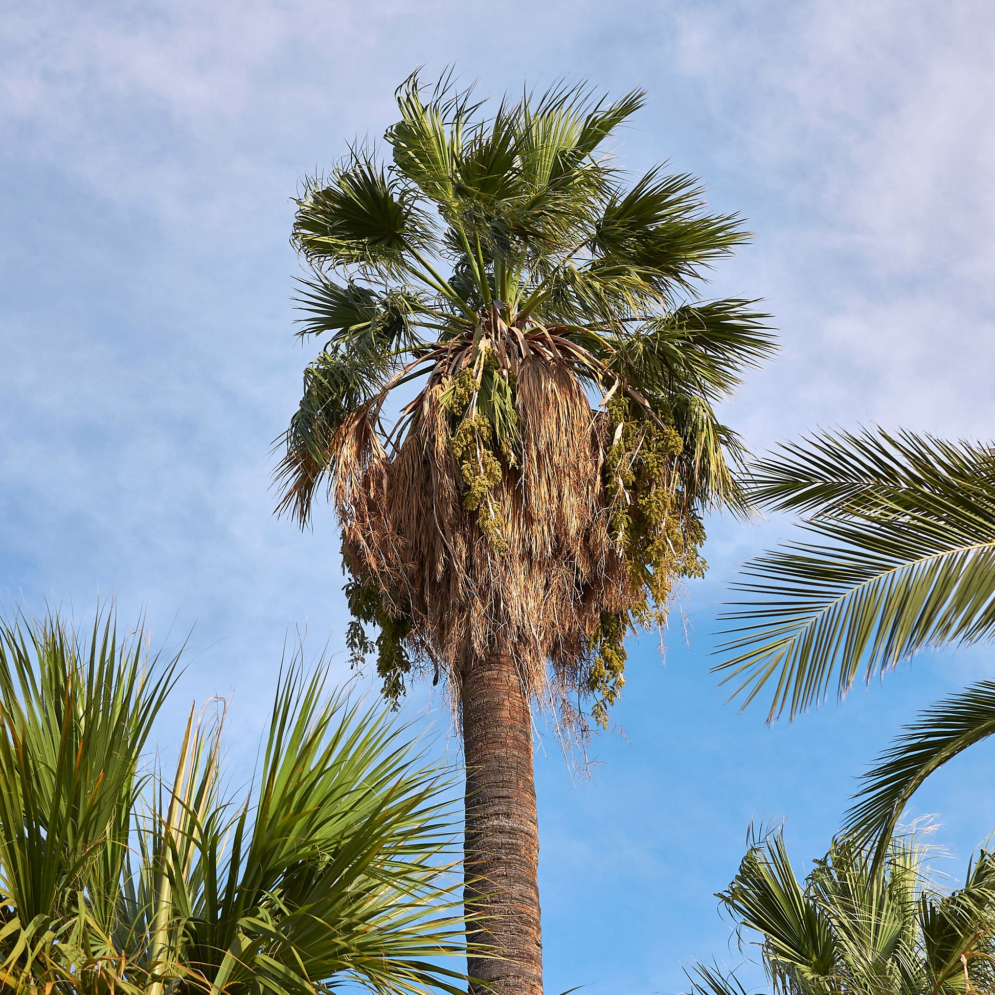 Verkauf Priesterpalme - Washingtonia filifera