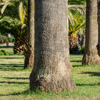 Washingtonia filifera - Priesterpalme - Palmen