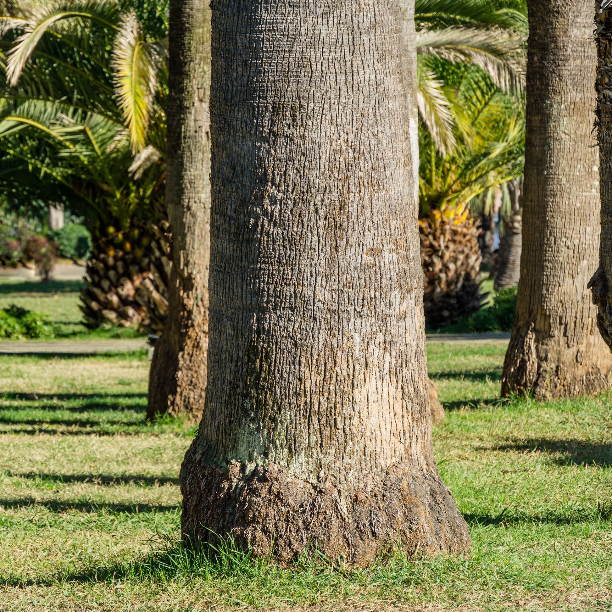 Washingtonia filifera - Priesterpalme - Palmen