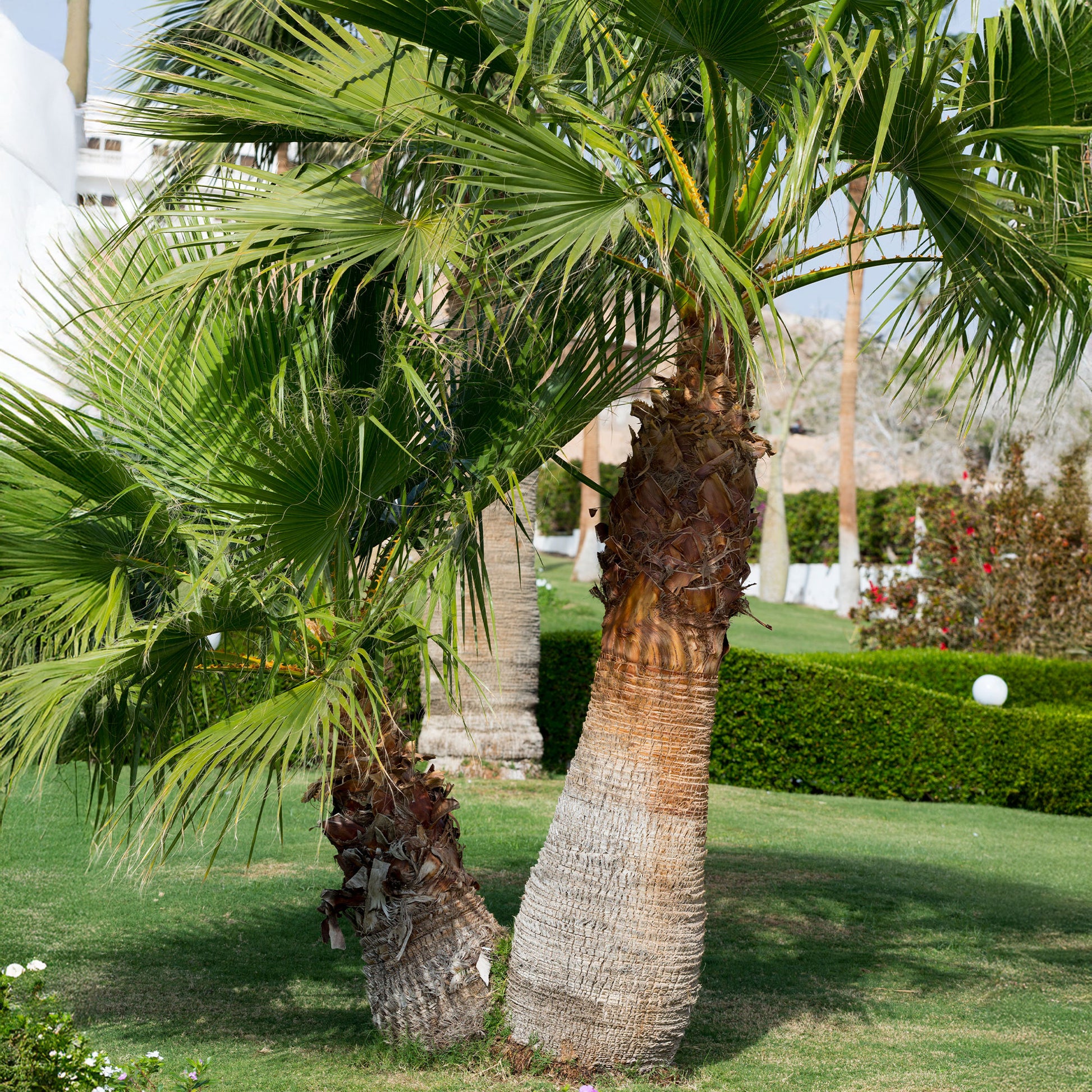 Priesterpalme - Washingtonia filifera - Bakker