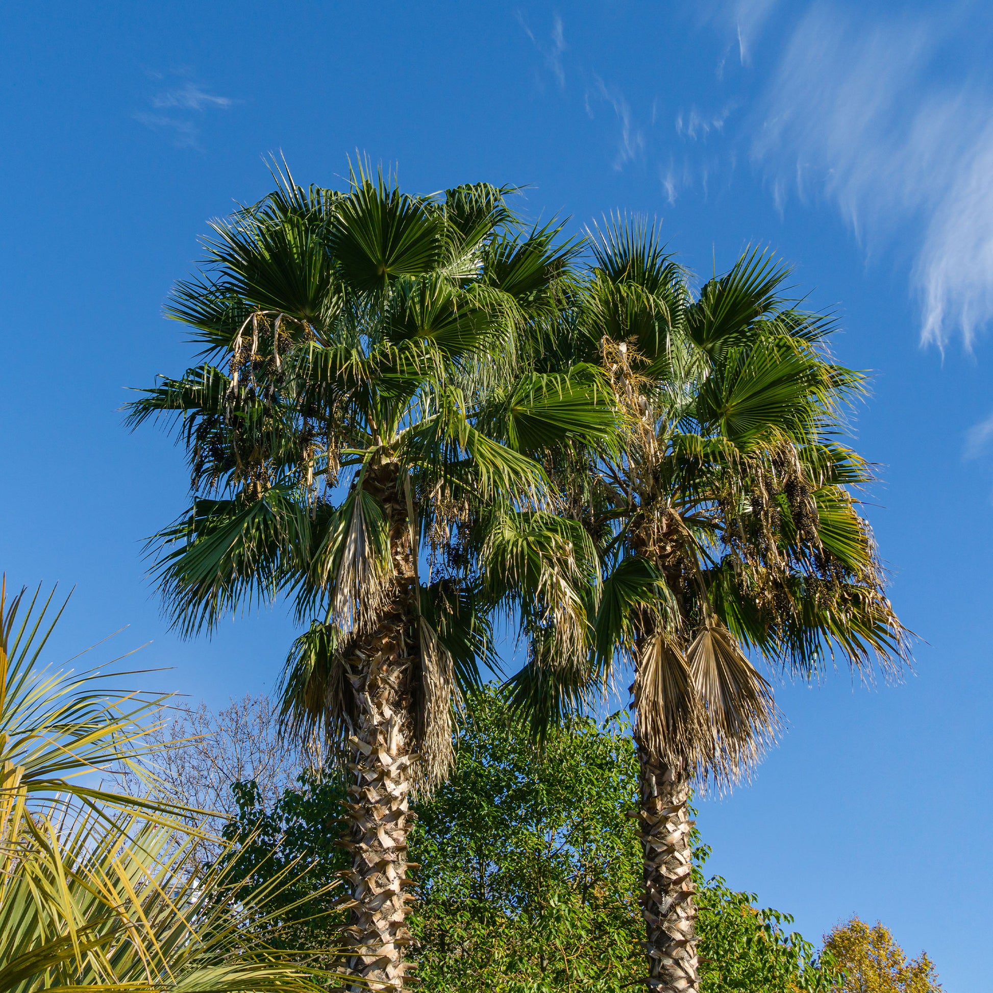 Mexikanische Fächerpalme - Washingtonia robusta - Bakker