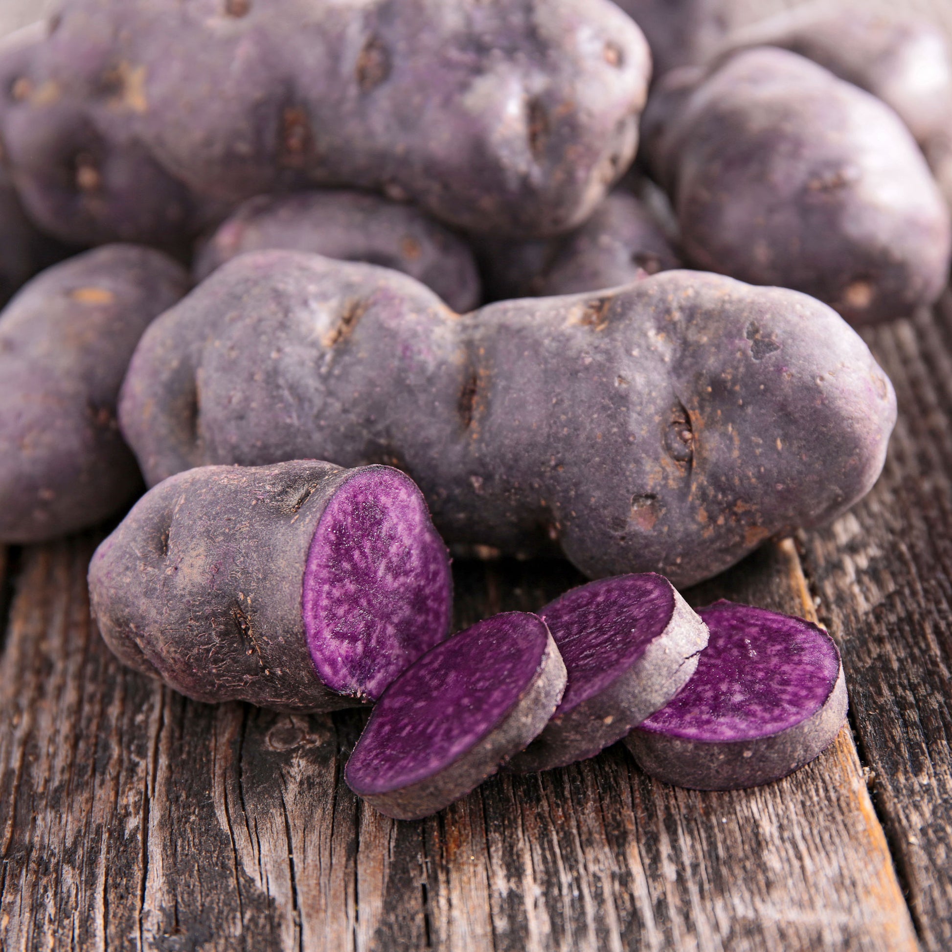 Kartoffel 'Ulysse' Bio - Solanum tuberosum ulysse
