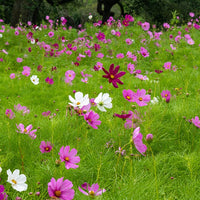 Cosmos sensation en mélange - Schmuckkörbchen Sensation Mischung - Samen für essbare Blumen