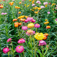 Strohblumen Mischung - Xerochrysum bracteatum - Bakker