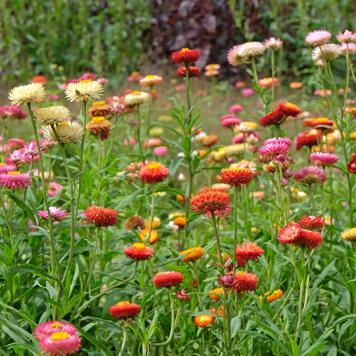 Strohblumen Mischung - Xerochrysum bracteatum - Bakker