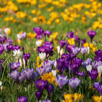 Großblumige Krokusse Mischung - Crocus vernus - Bakker