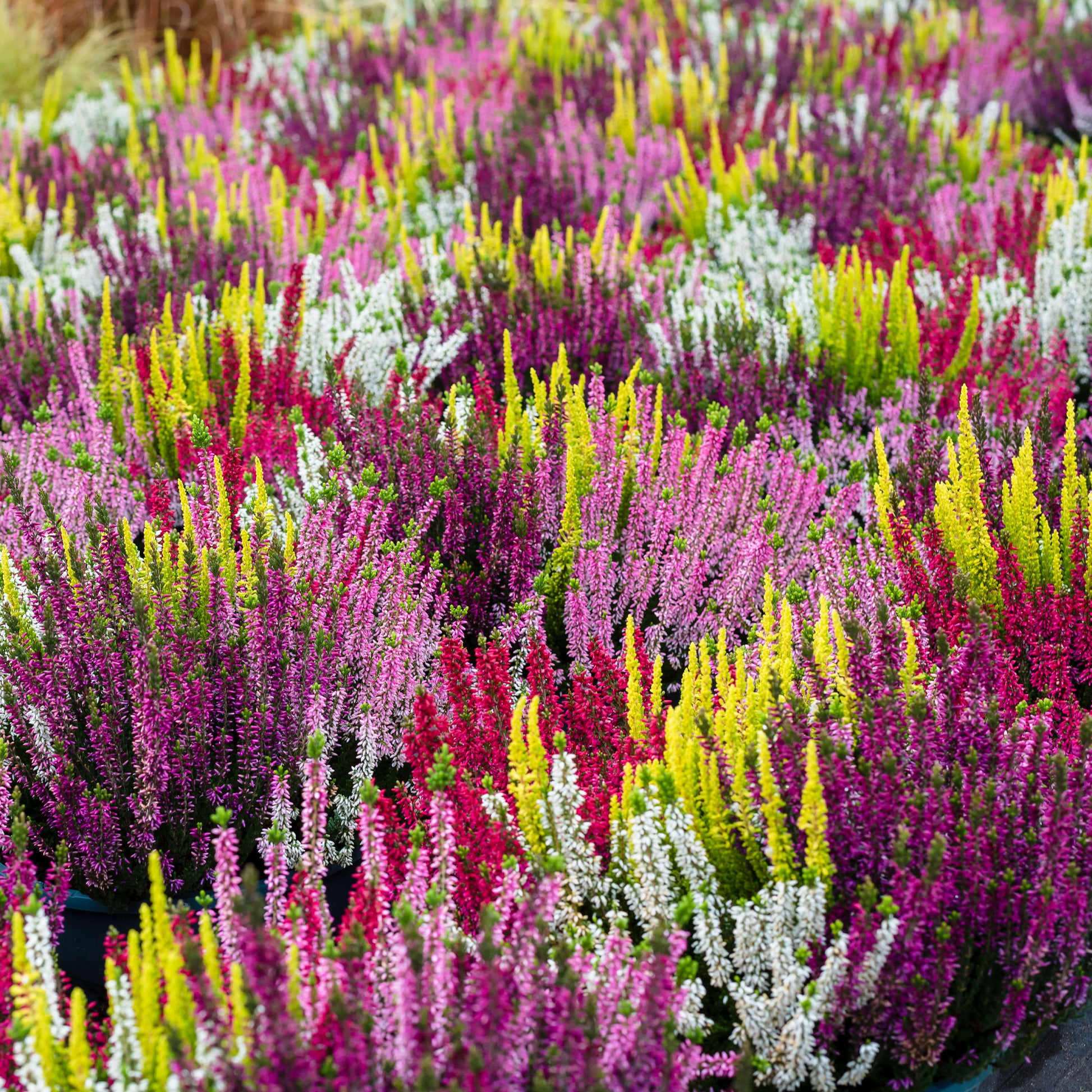 Heidekraut Mischung (2 rot + 2 rosa + 2 gelbblättrig) (x6) - Blühende Stauden - Bakker