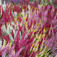 Heidekraut Mischung (2 rot + 2 rosa + 2 gelbblättrig) (x6) - Calluna vulgaris - Bakker