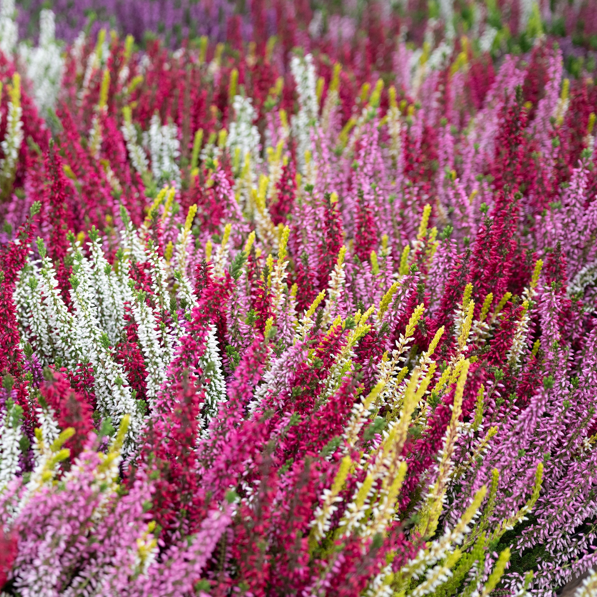Heidekraut Mischung (2 rot + 2 rosa + 2 gelbblättrig) (x6) - Calluna vulgaris - Bakker