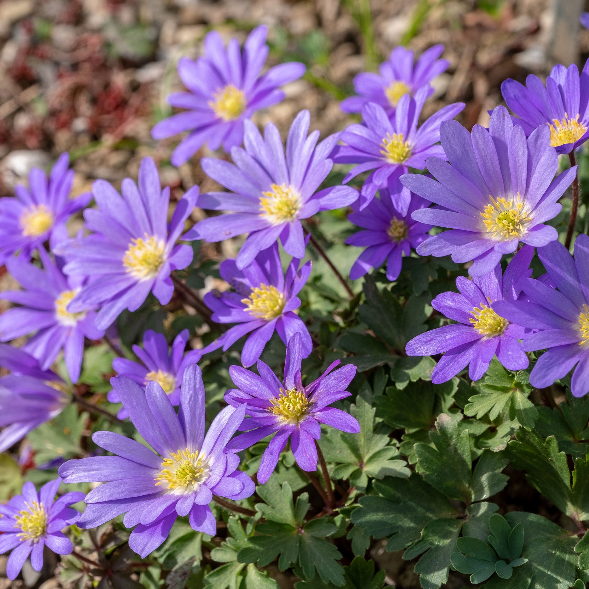 Anemone blanda Blue Shades - Anemone blanda blau (x30) - Anemonen-Zwiebeln