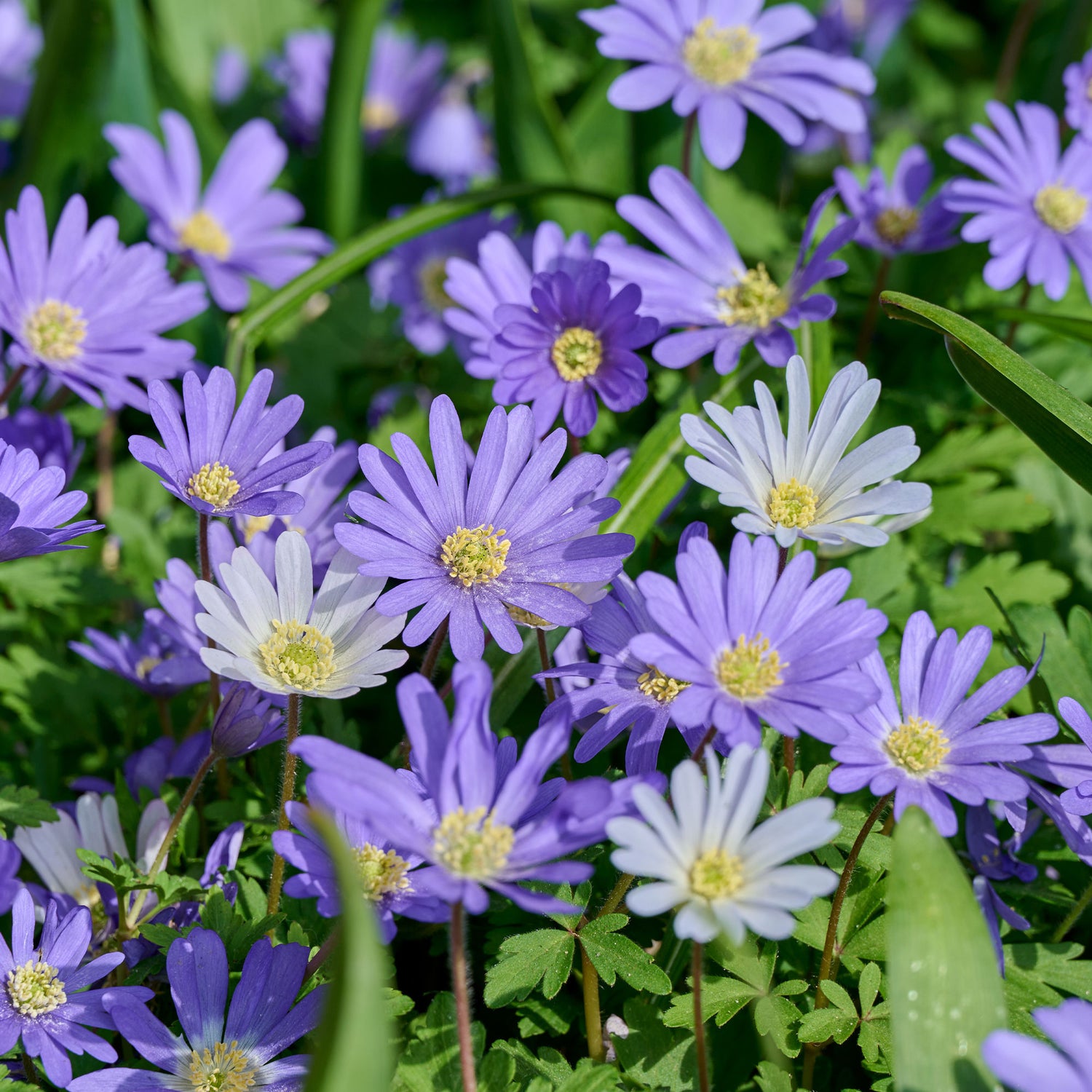 Anemone blanda - Balkan-Windröschen