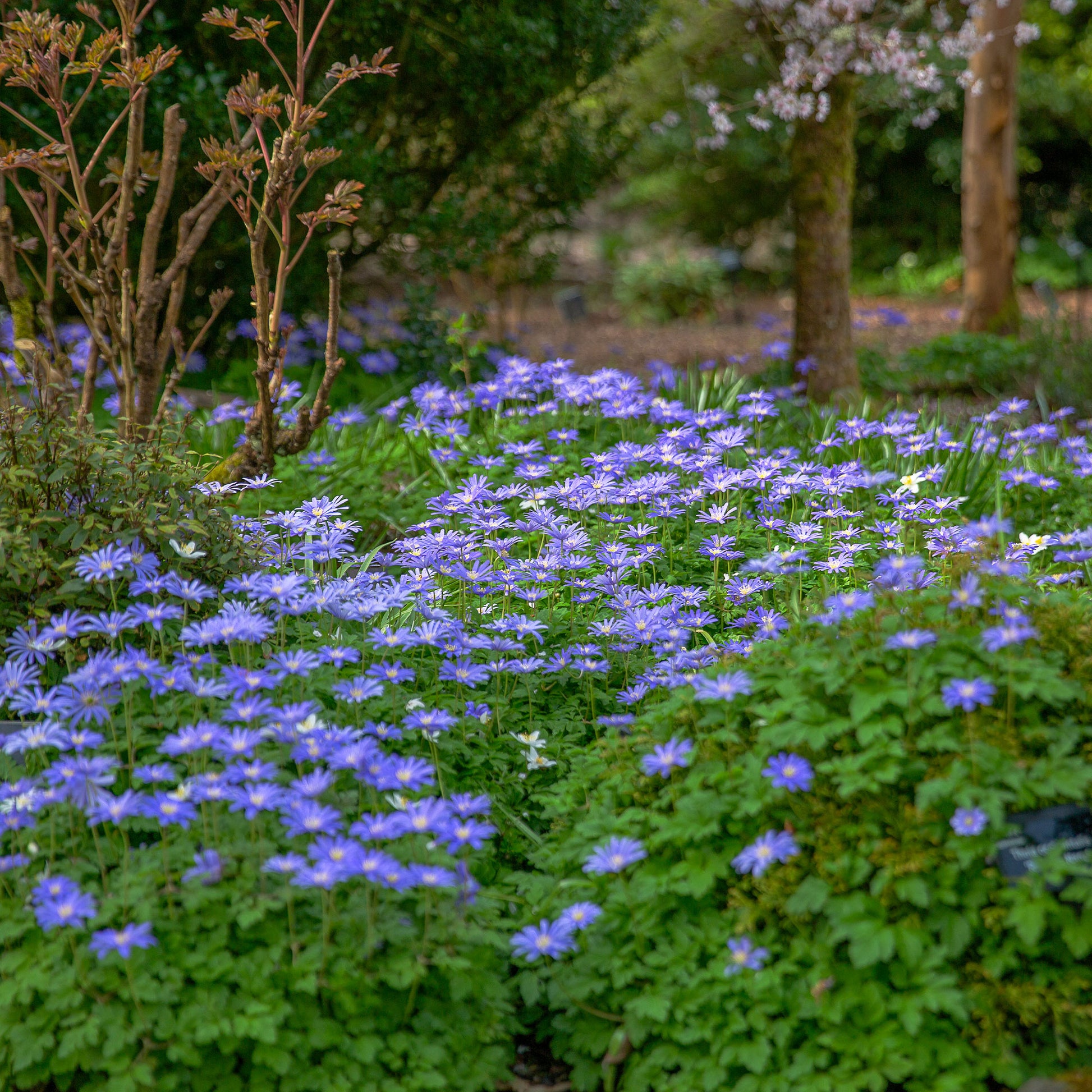 Anemonen-Zwiebeln - Anemone blanda blau (x30) - Anemone blanda Blue Shades