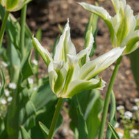 Lilienblütige Tulpe 'Greenstar' (x10) - Tulipa greenstar - Bakker