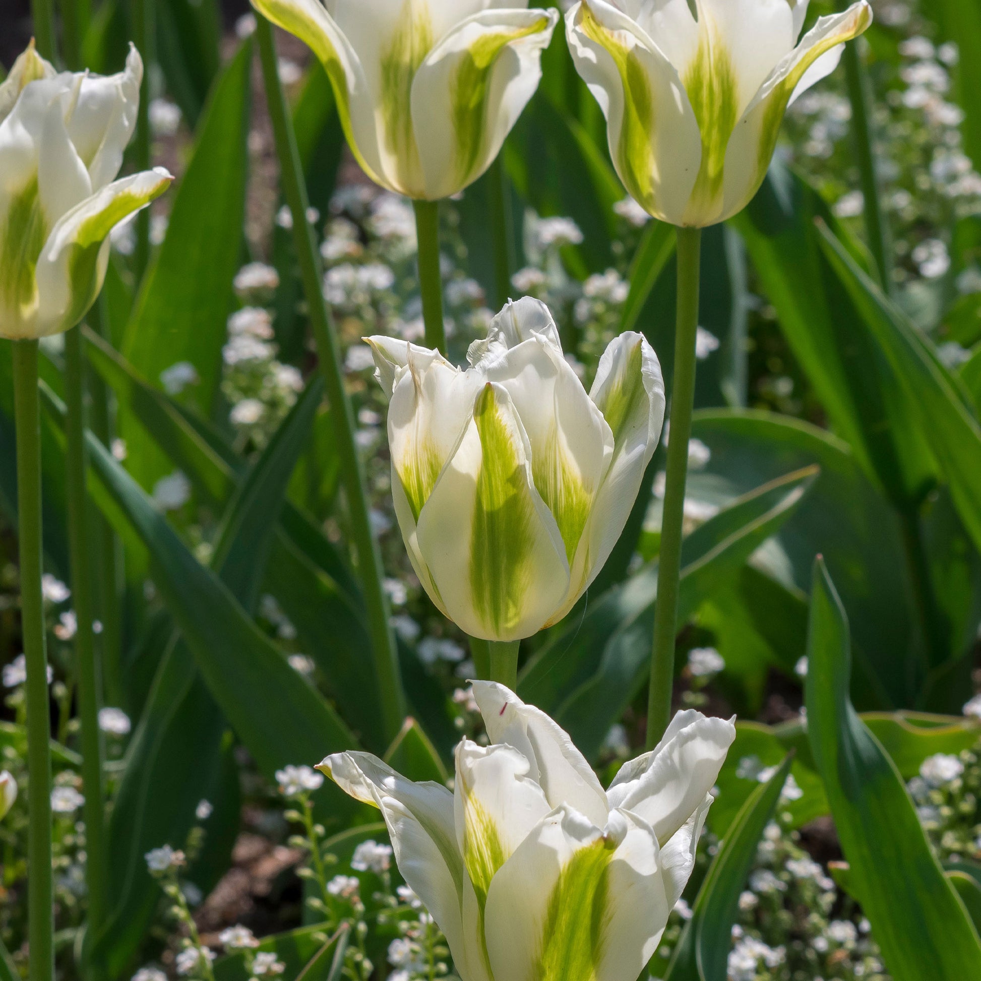 Lilienblütige Tulpe 'Greenstar' (x10) - Bakker