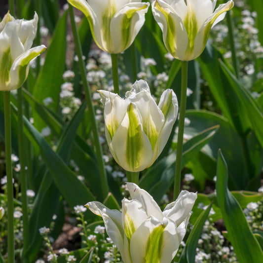 Lilienblütige Tulpe 'Greenstar' (x10) - Bakker