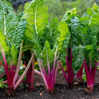 Rhabarber Mangold Rhubarb Chard - Bakker
