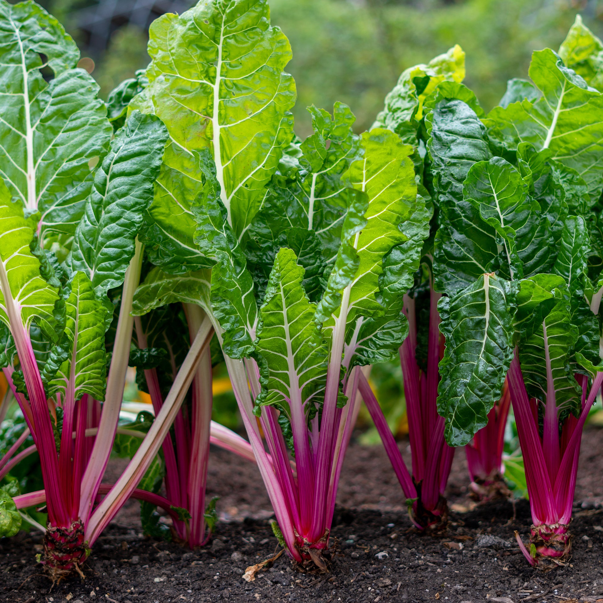 Rhabarber Mangold Rhubarb Chard - Bakker