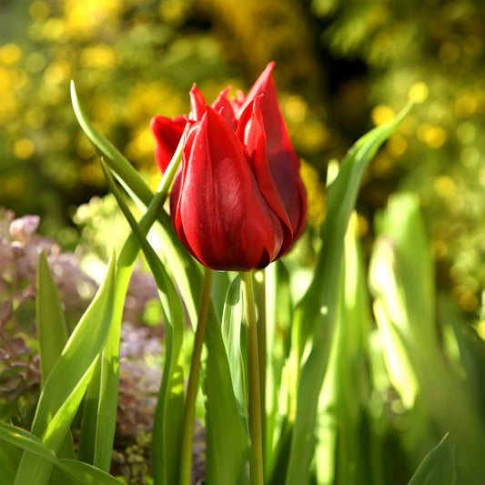 Lilienblütige Tulpe 'Lasting Love' (x10)