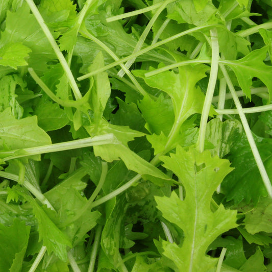 Rübchen-Sprossen 'Mesophylla' Bio - Bakker