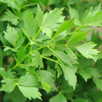 Maggikraut Bio - Bakker